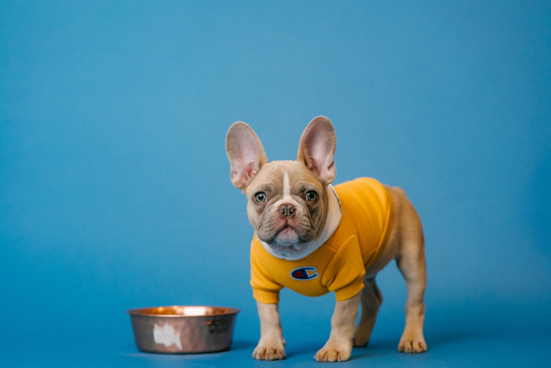 Dog with a bowl of food