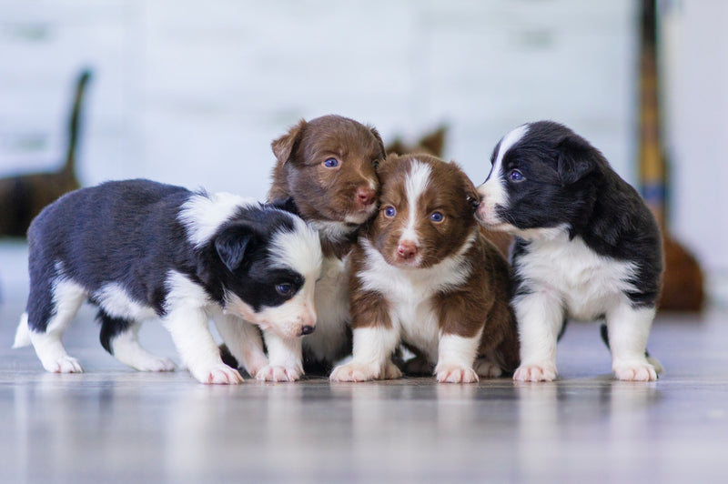 The Essential Guide to Proper Puppy Nutrition and PeekAPaw Products