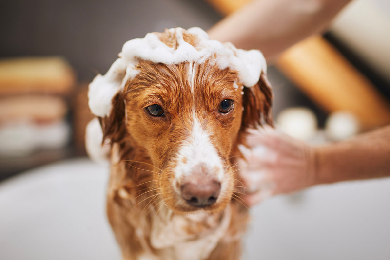 dog having a bath