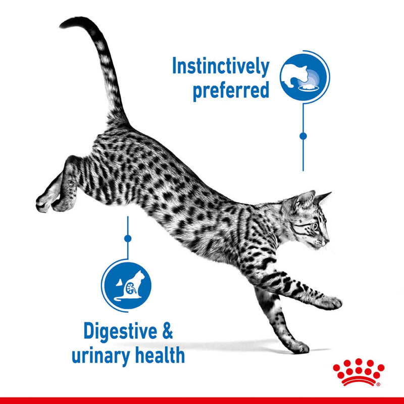 Royal Canin Wet Cat Food Indoor Jelly