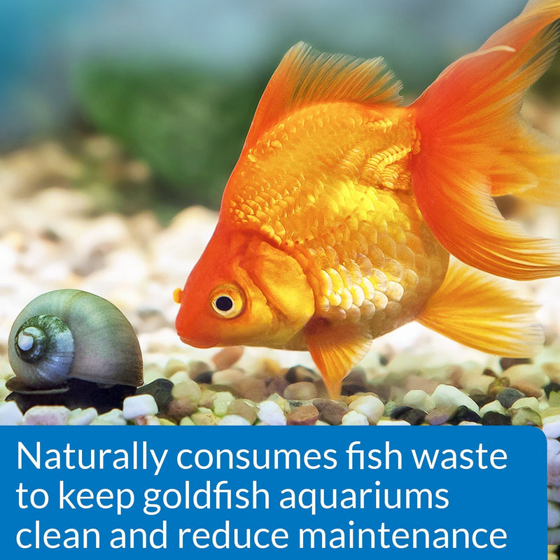 API Goldfish Protect Aquarium Water Conditioner