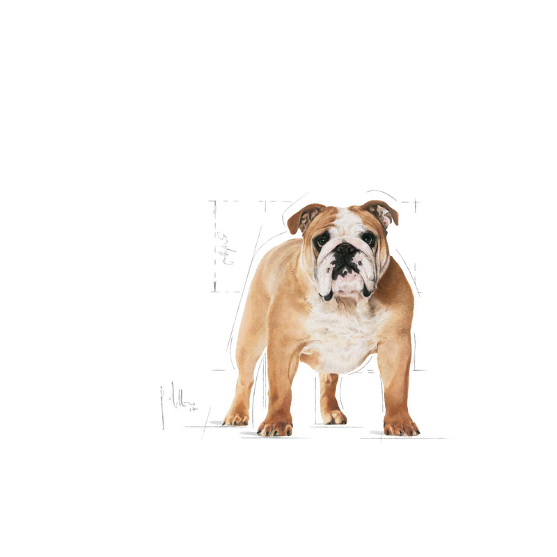 Royal Canin Bulldog