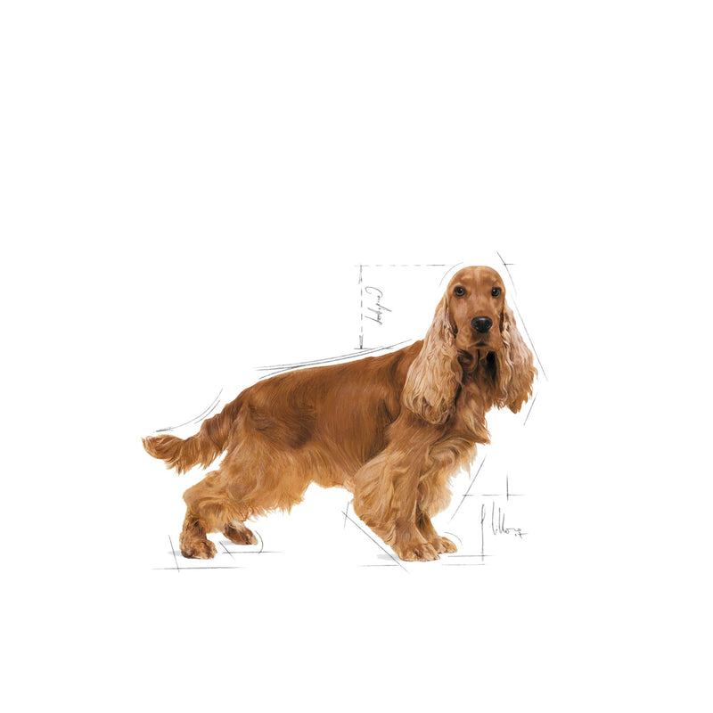 Royal Canin Cocker Spaniel