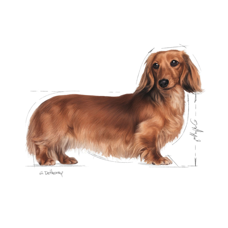 Royal Canin Dachshund