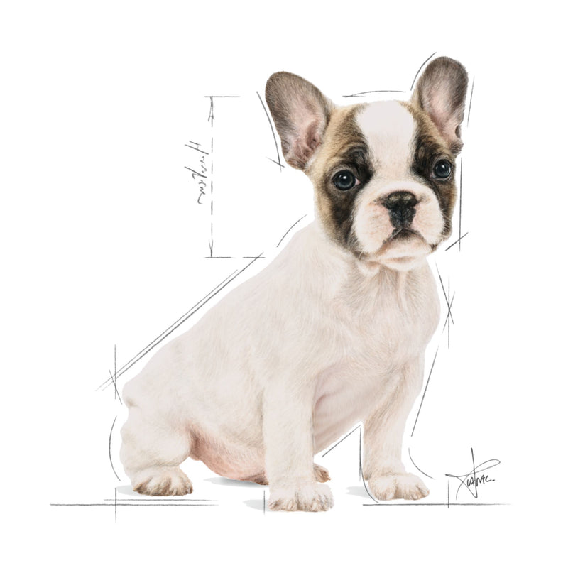 Royal Canin French Bulldog Puppy