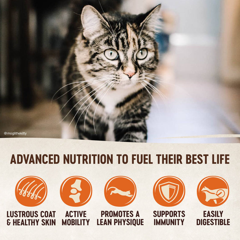 Wellness Core Dry Cat Food Grain Free Indoor Chicken Turkey