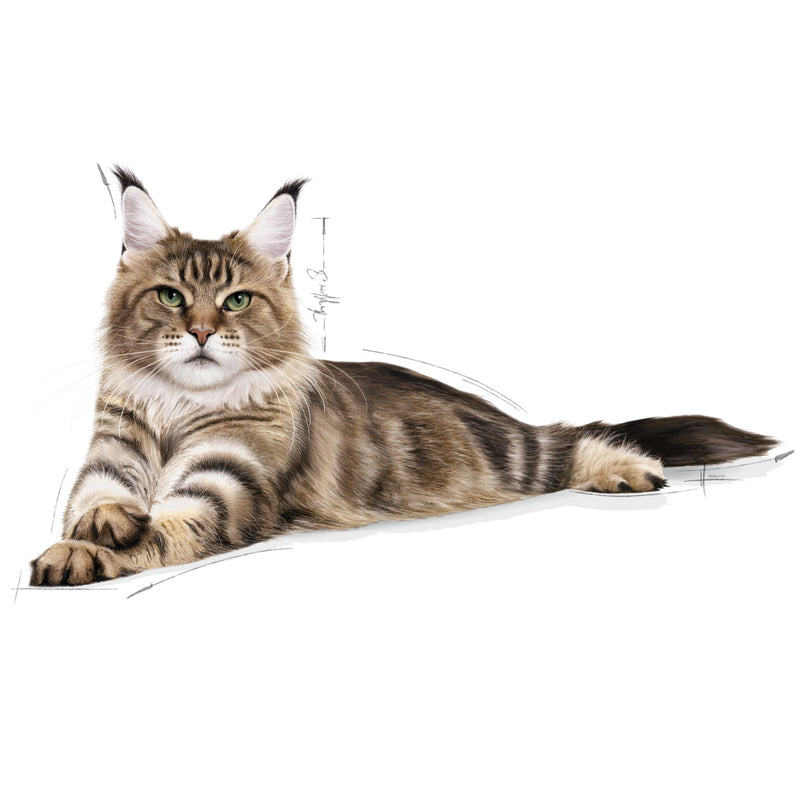 Royal Canin Maine Coon Dry Cat Food