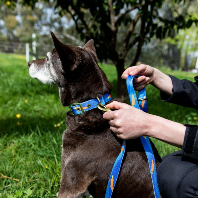 Anipal Piper the Platypus Dog Leash