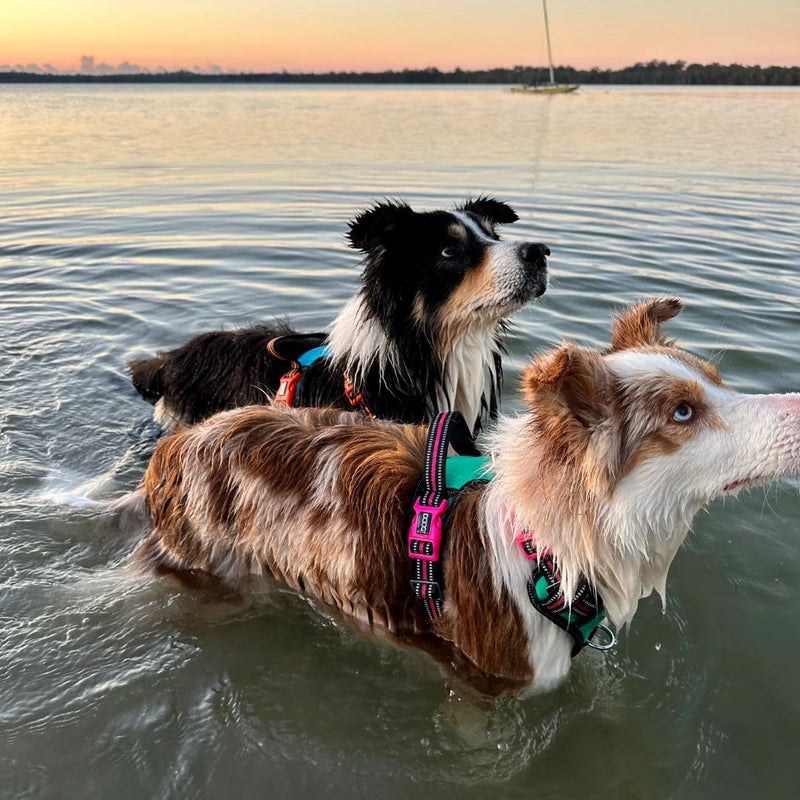 Doog Neotech Dog Harness - (Neon High Vis) Rin Tin Tin | PeekAPaw Pet Supplies