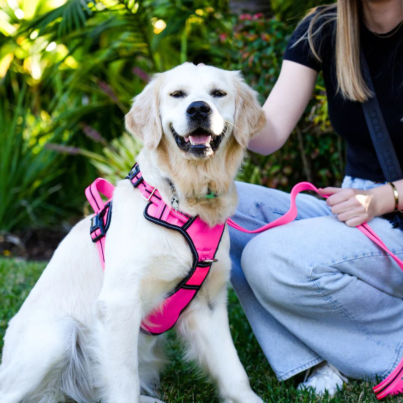 Doog Neotech Dog Harness - (Neon High Vis) Lady | PeekAPaw Pet Supplies