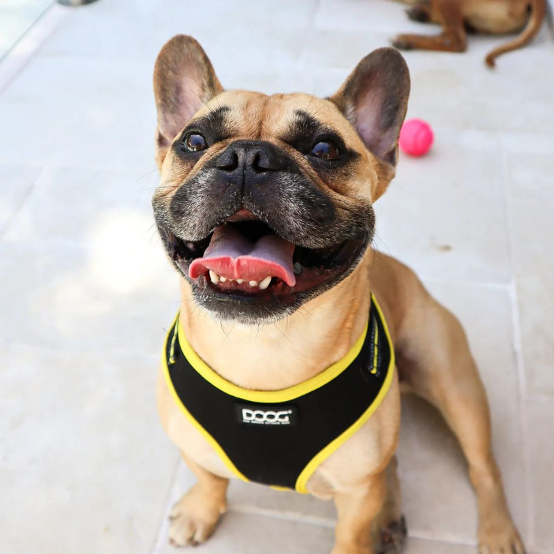 Doog Neoflex Soft Dog Harness - (Neon High Vis) Bolt | PeekAPaw Pet Supplies