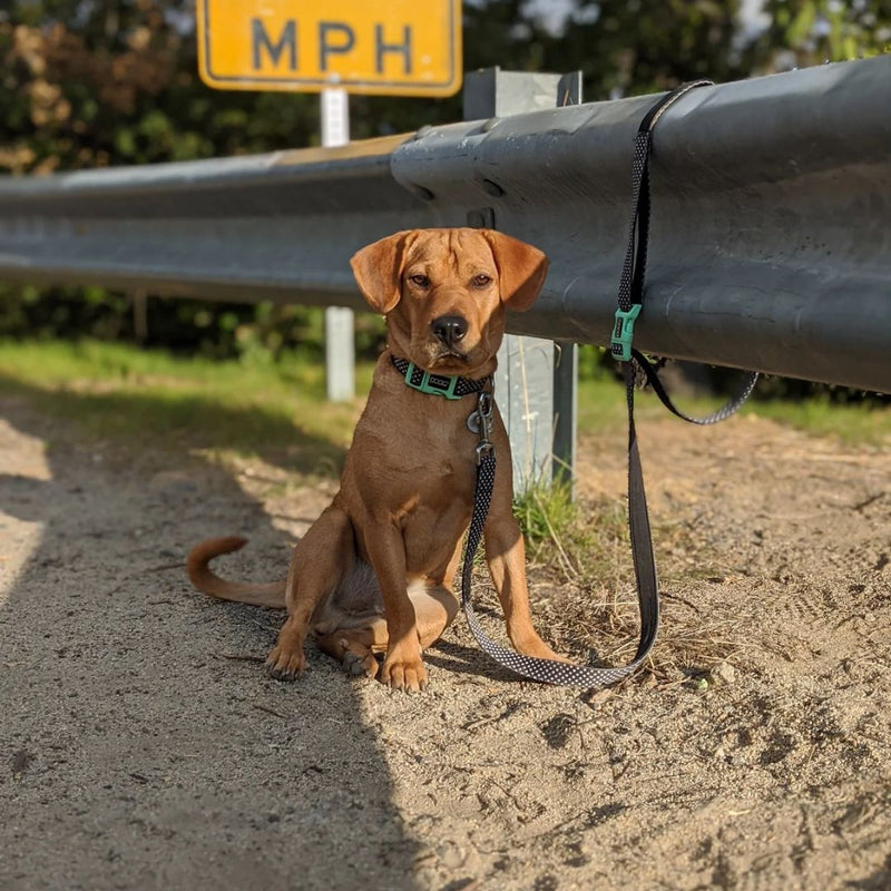 Doog Clip It Neoprene Dog Leash - (Neon High Vis) Rin Tin Tin | PeekAPaw Pet Supplies