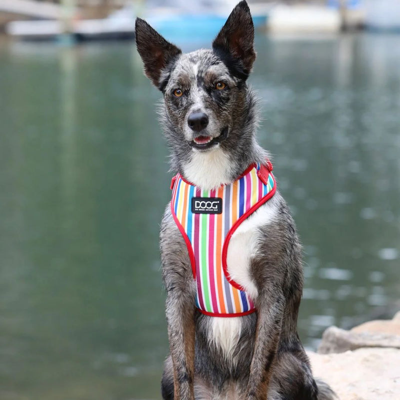 Doog Neoflex Soft Dog Harness - Scooby | PeekAPaw Pet Supplies