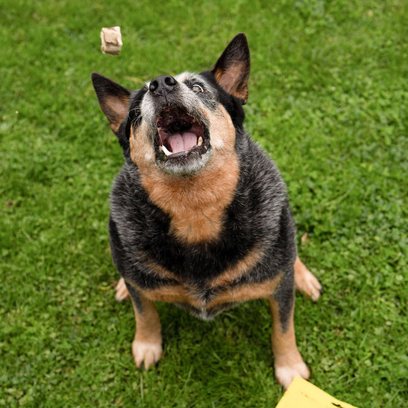 Animals Like Us Freeze Dried Dog Treats Grass-Fed Lamb Tripe