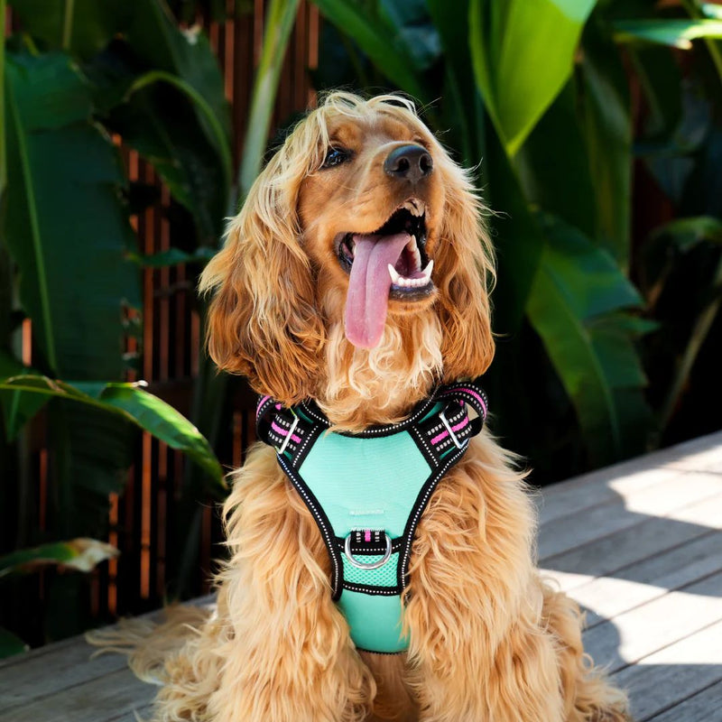 Doog Neotech Dog Harness - (Neon High Vis) Rin Tin Tin | PeekAPaw Pet Supplies