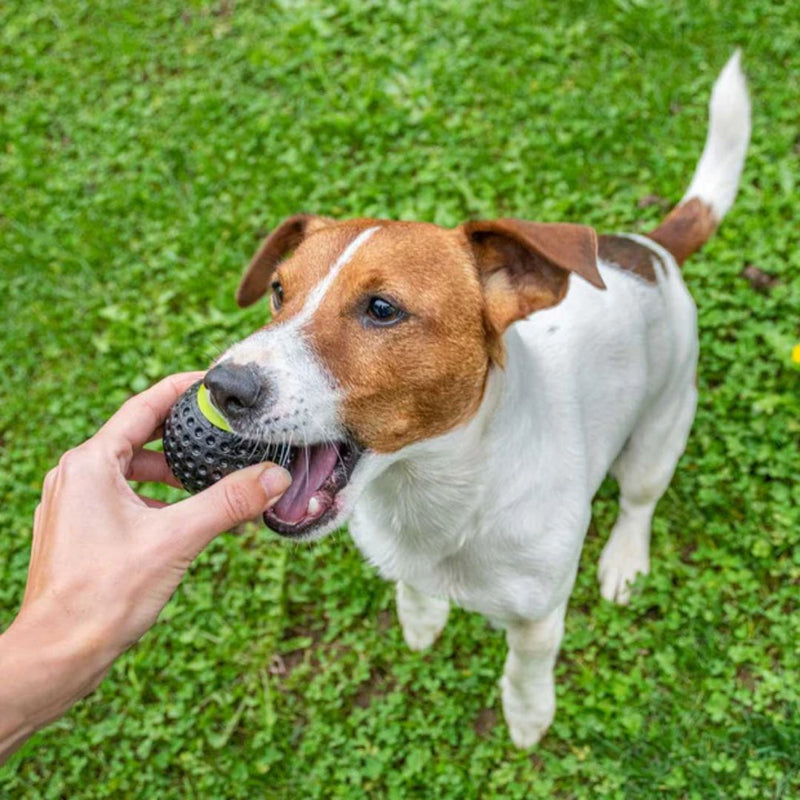 Ferplast Chewa Boing Superior Bounce Balls with Treat Dispenser | PeekAPaw Pet Supplies