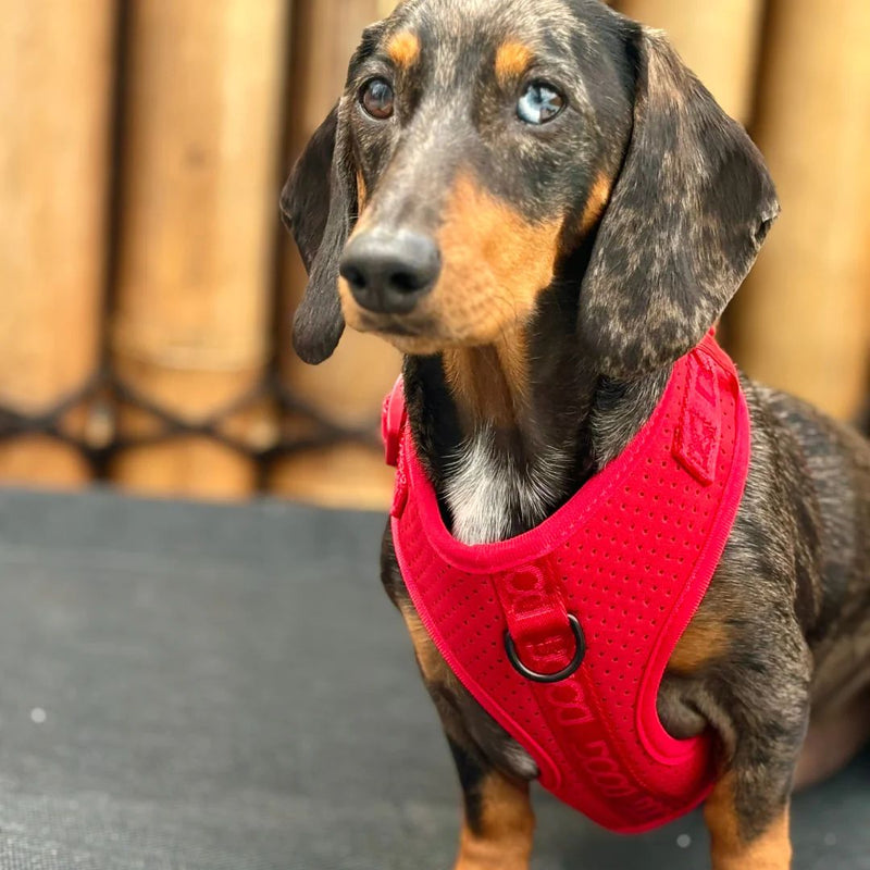 Doog Neosport Dog Soft Harness - Red | PeekAPaw Pet Supplies