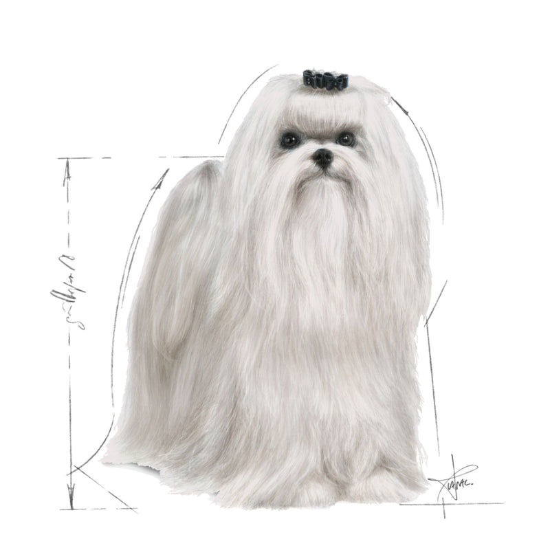 Royal Canin Maltese