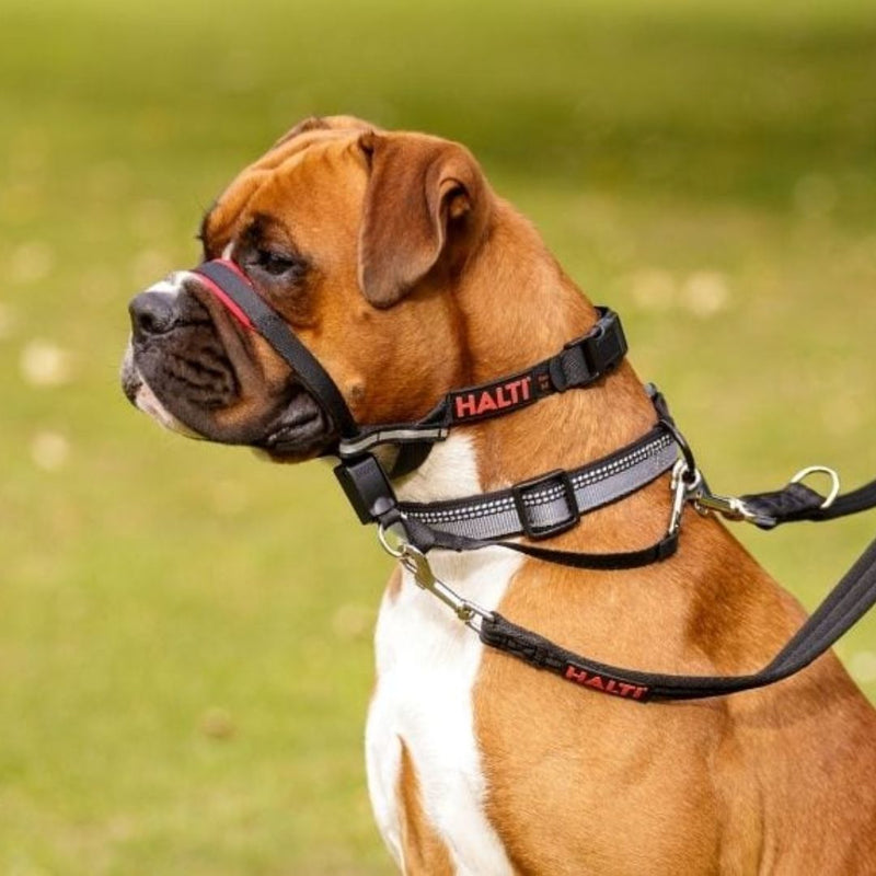 Halti Optifit Headcollar | PeekAPaw Pet Supplies