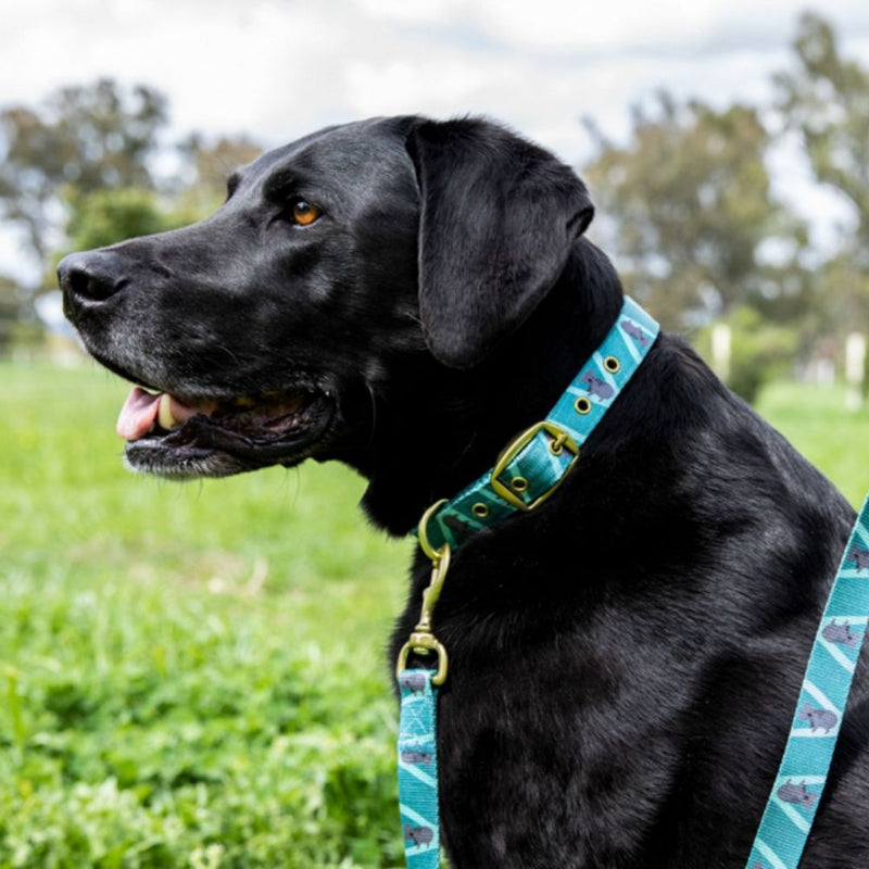 Anipal Kylo the Koala Dog Collar | PeekAPaw Pet Supplies