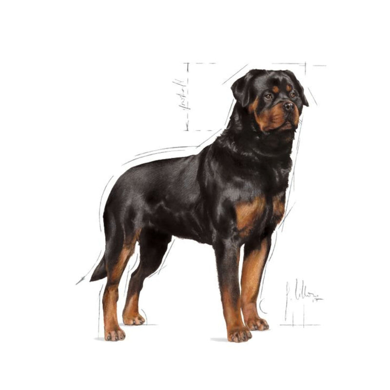 Royal Canin Rottweiler