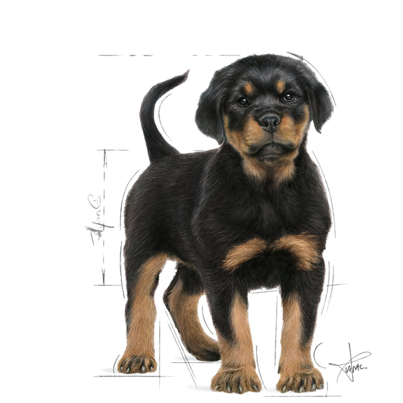 Royal Canin Rottweiler Puppy