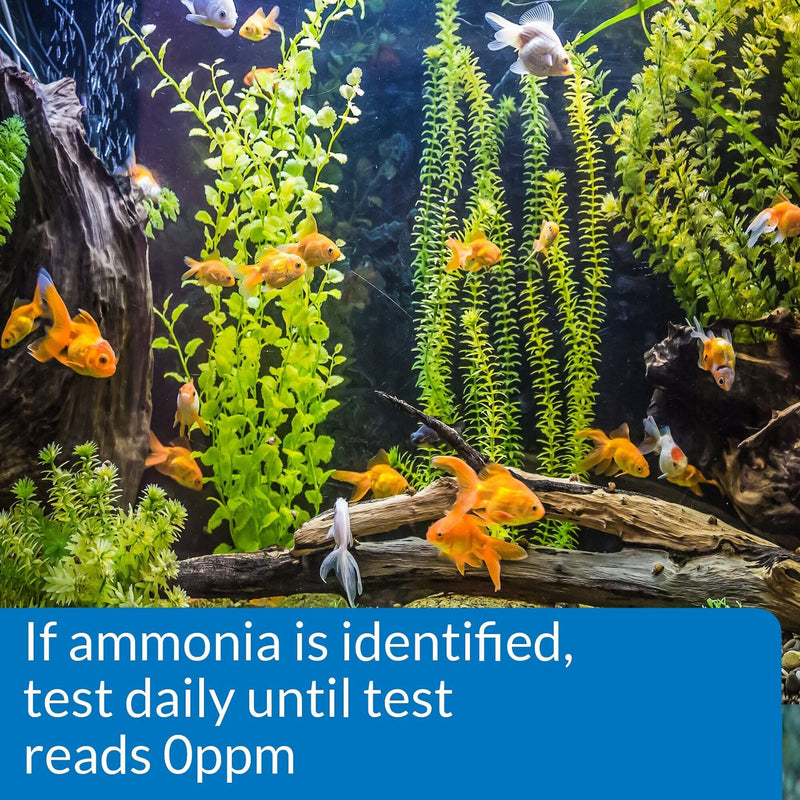 API Ammonia Freshwater And Saltwater Aquarium Test Strips