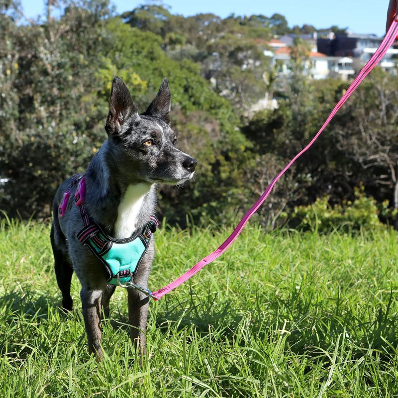 Doog Neotech Dog Harness - (Neon High Vis) Rin Tin Tin | PeekAPaw Pet Supplies