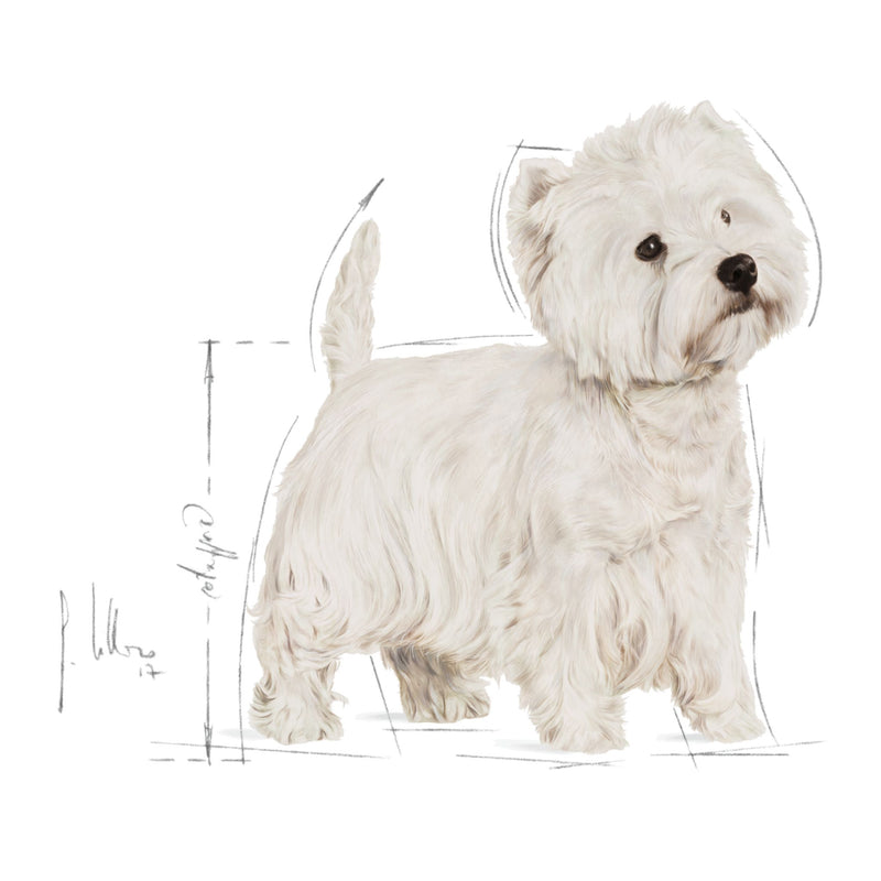 Royal Canin West Highland White Terrier