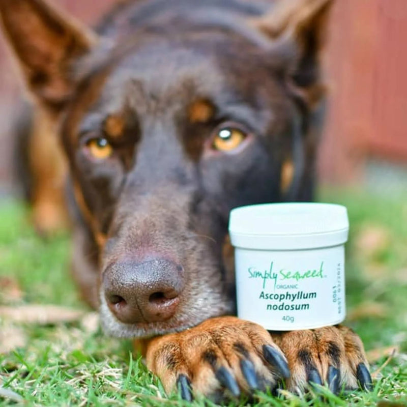 Simply Seaweed Dental Supplement for Dogs and Cats