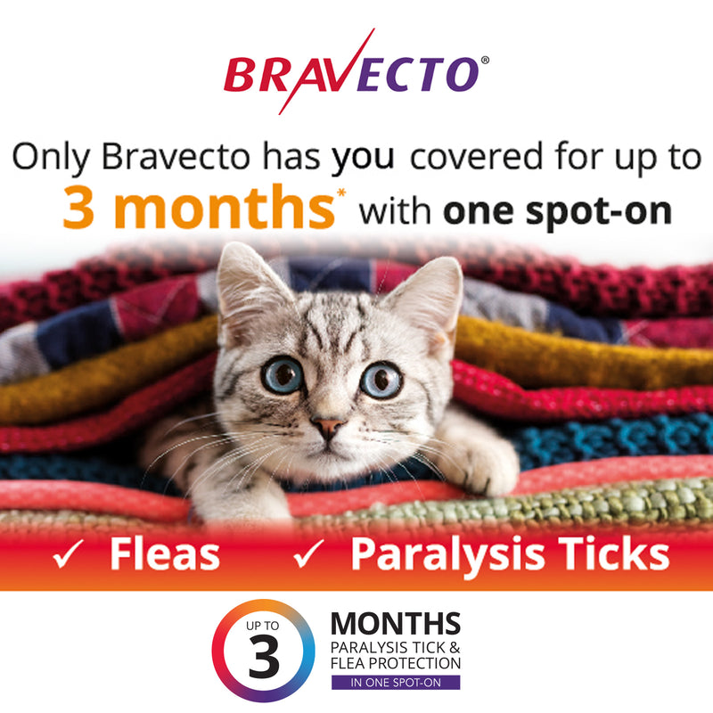 Bravecto Cat Spot On Purple 6.25-12.5kg 02