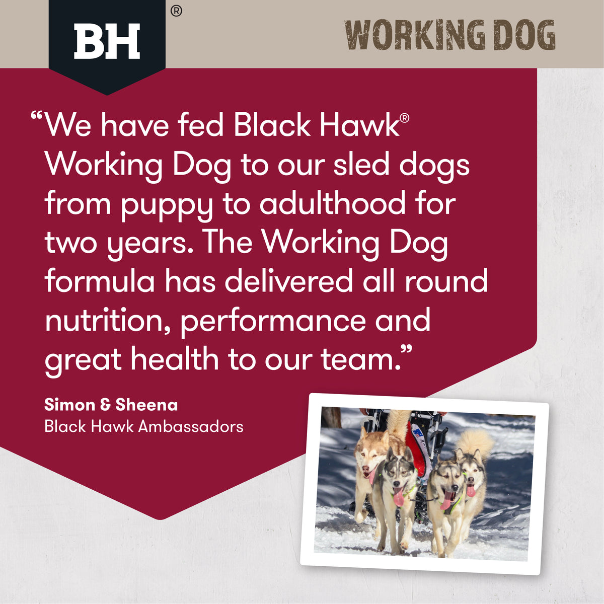 Black hawk working fashion dog 20kg