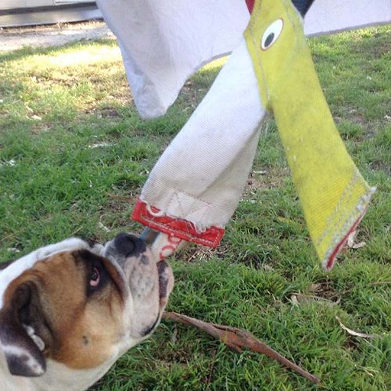 Aussie Dog Standard Bungie Chook Fetch Dog Toy 03