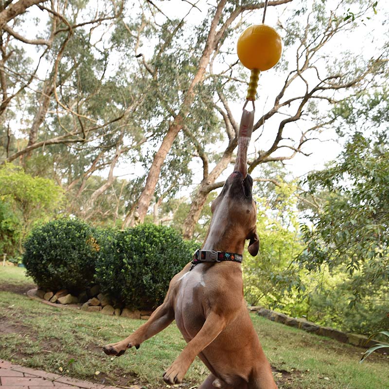Aussie Dog Home Alone Dog Toy 05